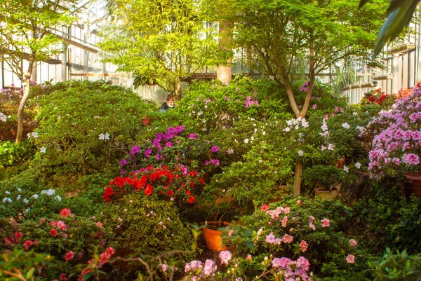 Viaje Jardín Botánico Invierno — Foto de Stock