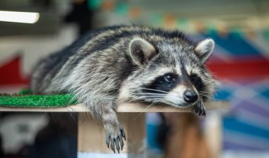 Sanat alanında rakun sergisi