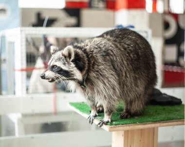 Sanat alanında rakun sergisi