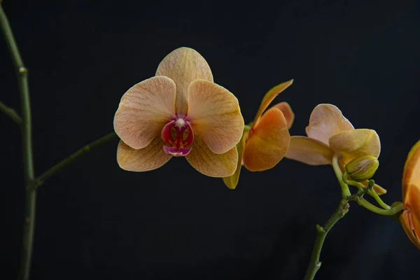 Siyah Arkaplanda Turuncu Orkide Falandır — Stok fotoğraf