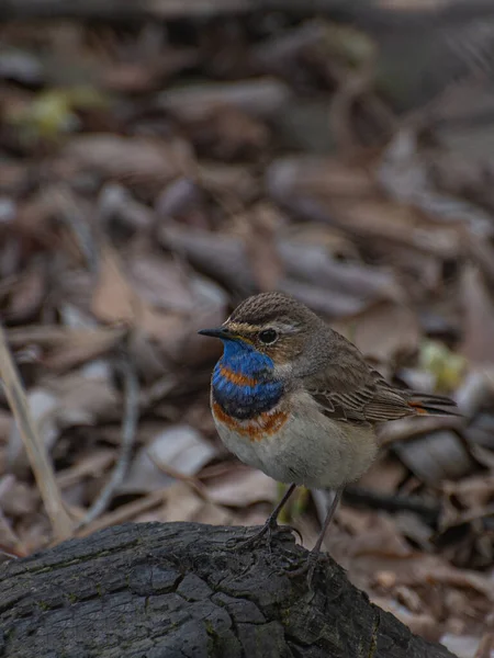 Bluethroat kuşu ormandaki bir ağaç kütüğünde oturur.