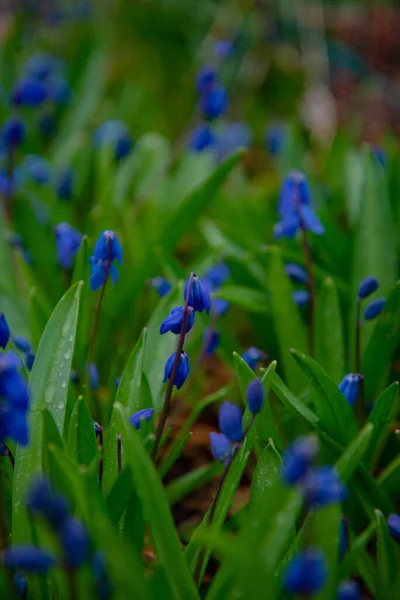 蓝色的花朵在清澈的天空中绽放 — 图库照片
