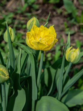 Sarı lale açıyorum aşkım.