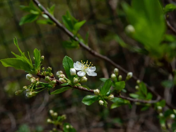 白い花を咲かせる桜の小枝 — ストック写真