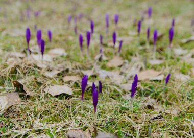Bahar menekşe çiğdem çiçeği için hazır