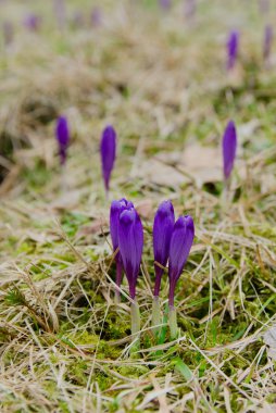Bahar menekşe çiğdem çiçeği için hazır