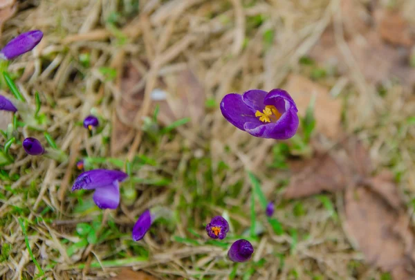 El cocodrilo violeta de primavera está listo para florecer. —  Fotos de Stock