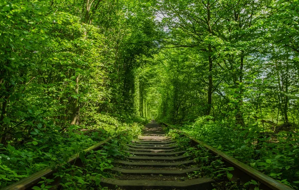 Green tunnel of love made without human help. Klevan, Ukraine