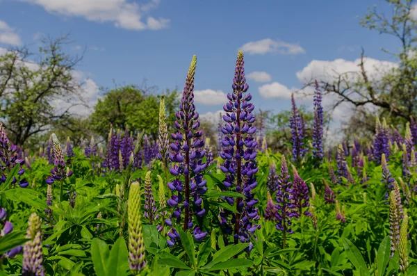 Campo de grandes altramuces violetas anhelando el cielo azul —  Fotos de Stock