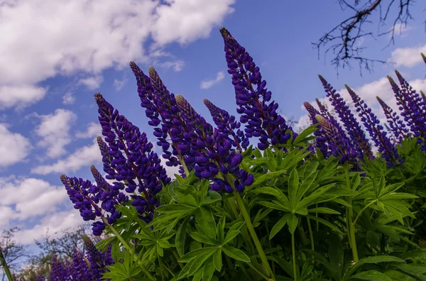 Campo de grandes altramuces violetas anhelando el cielo azul —  Fotos de Stock