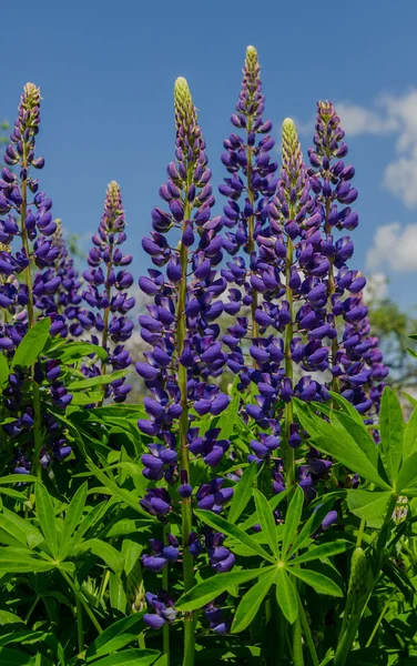 Campo de tremoços violeta ansiando pelo céu azul, close-up — Fotografia de Stock