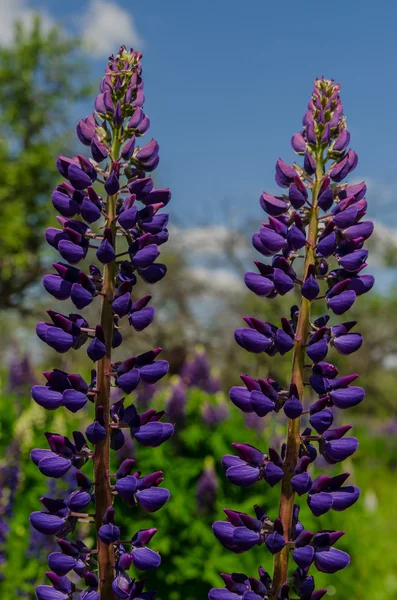 큰 lupines 푸른 하늘에 대 한 갈망의 분야를 닫습니다. — 스톡 사진