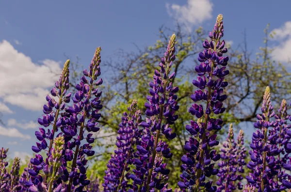 Område af store violette lupiner længes efter blå himmel - Stock-foto