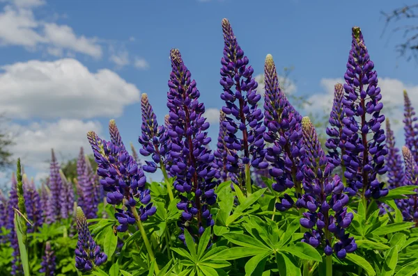 Campo de grandes altramuces violetas anhelando el cielo azul —  Fotos de Stock