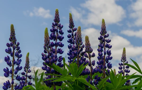 Feld der großen violetten Lupinen sehnt sich nach blauem Himmel — Stockfoto