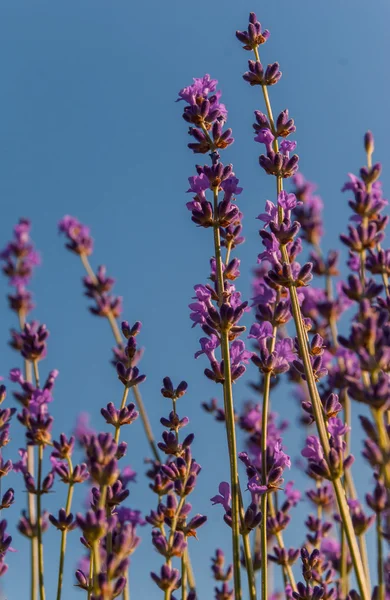 Flores de lavanda en el fondo del cielo a finales de junio —  Fotos de Stock