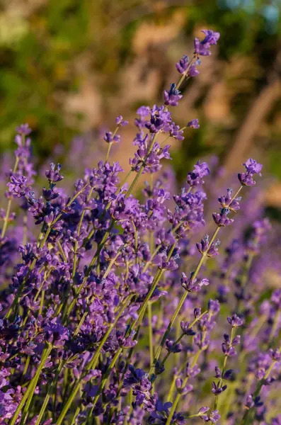 Vista del atardecer al campo de lavanda a finales de junio —  Fotos de Stock