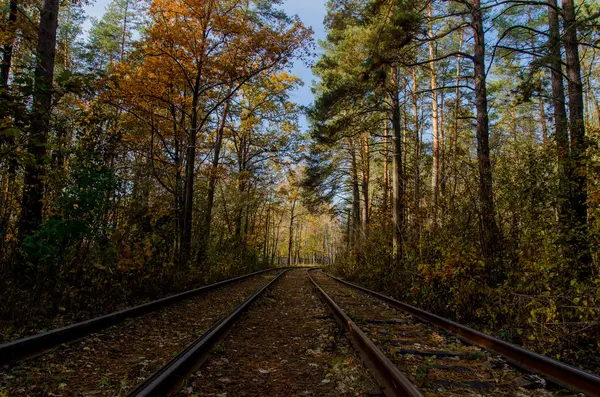 Quando o caminho atravessa a floresta — Fotografia de Stock