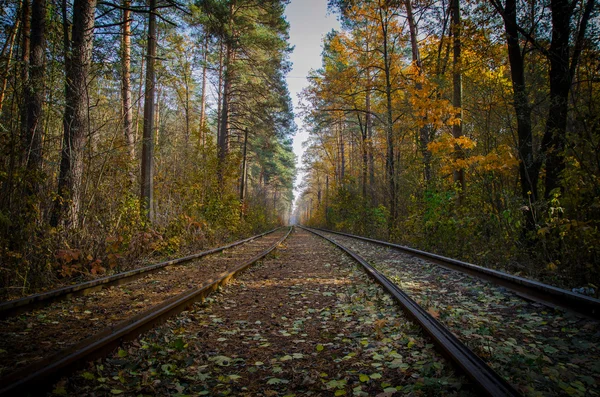 När vägen går genom skogen — Stockfoto