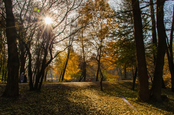 밝은을 공원에 있는 일요일 — 스톡 사진