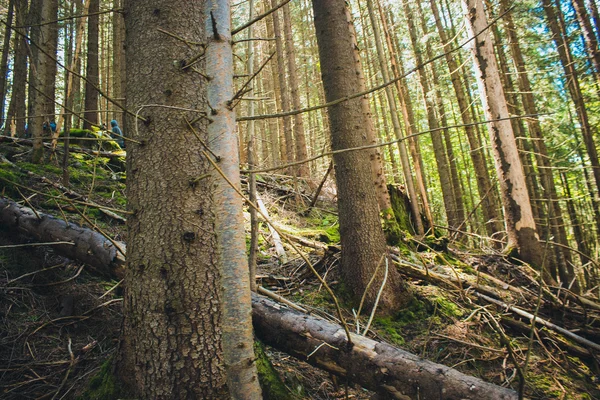 Karpaten Bos en zon balken — Stockfoto