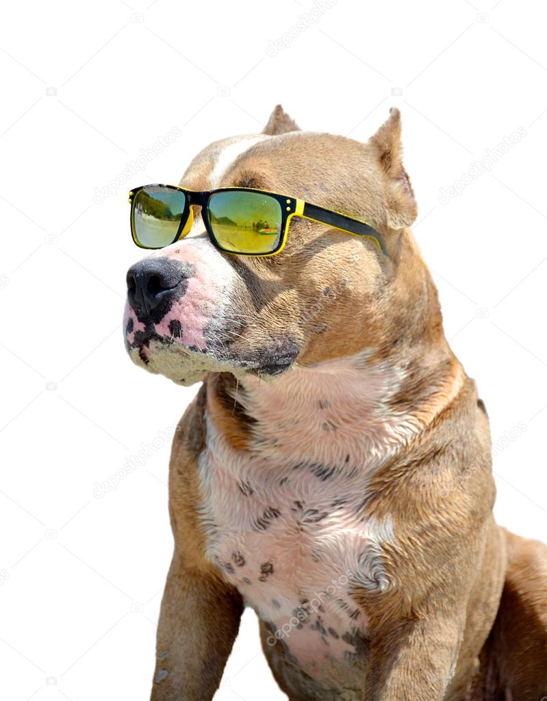 a dog in sunglasses