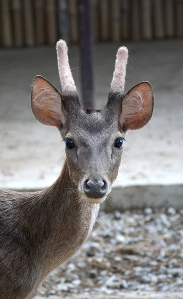 Cervo. Fawn . — Foto Stock