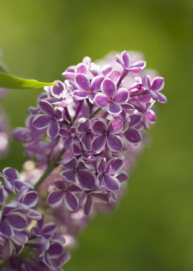 Blooming two-tone lilac