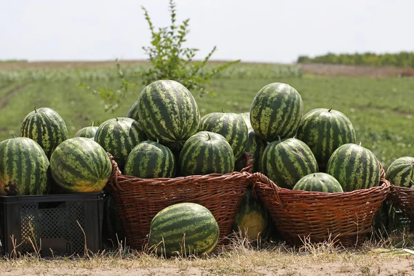 Ripe watermelons in the baskets — Stock Photo, Image