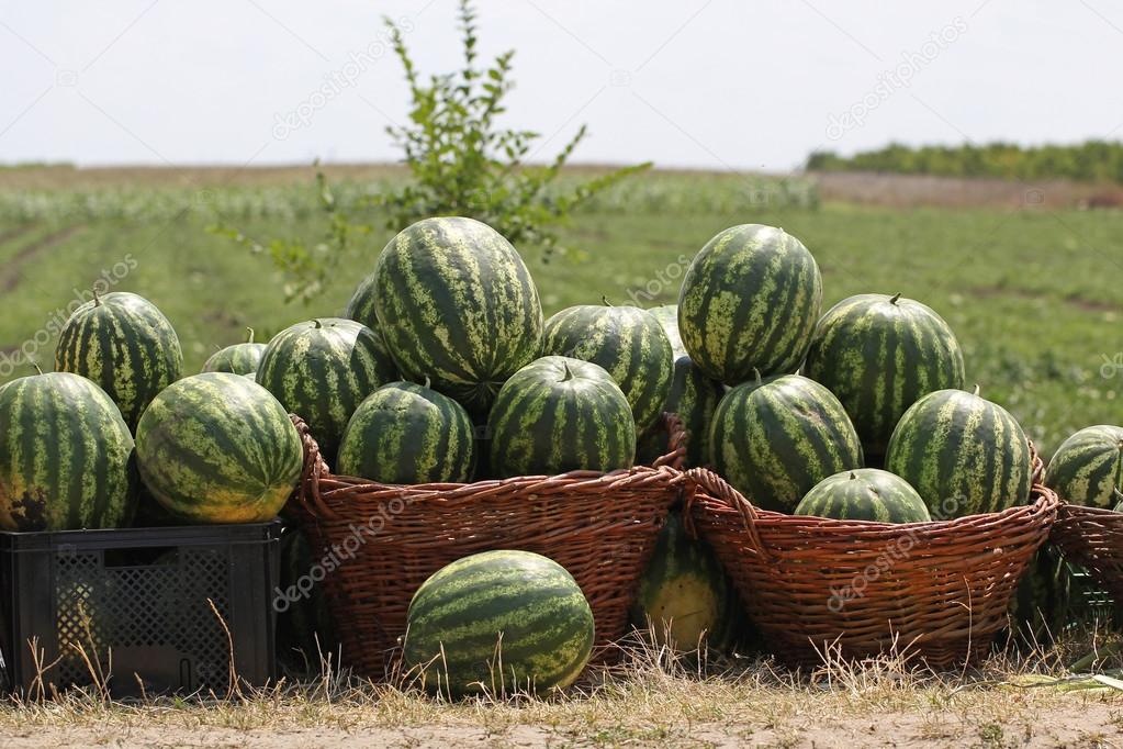 Ripe watermelons in the baskets Stock Photo by ©0123707003 80052634