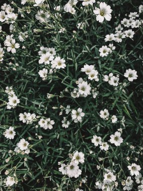 Minik beyaz çiçekler