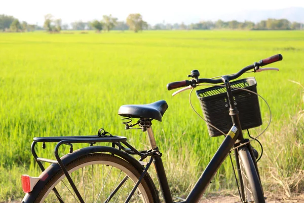 Uma Bicicleta Campo Arroz Verde — Fotografia de Stock