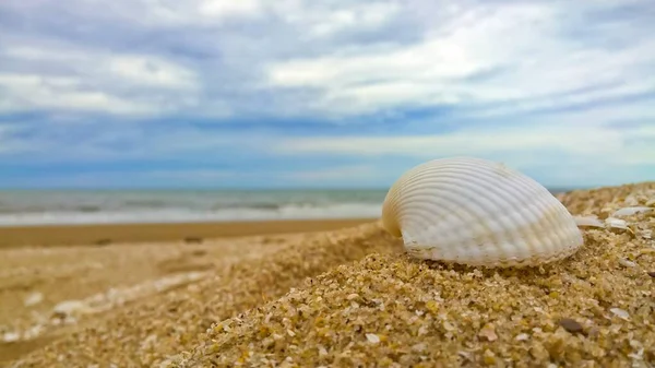 青い空の背景を持つビーチの白い貝殻 — ストック写真