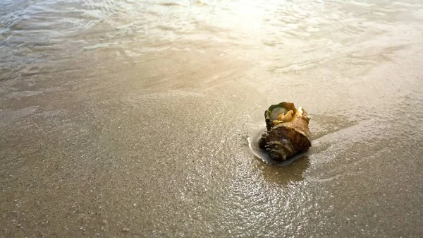 Hermit Crab Shell Beach — Stock Photo, Image