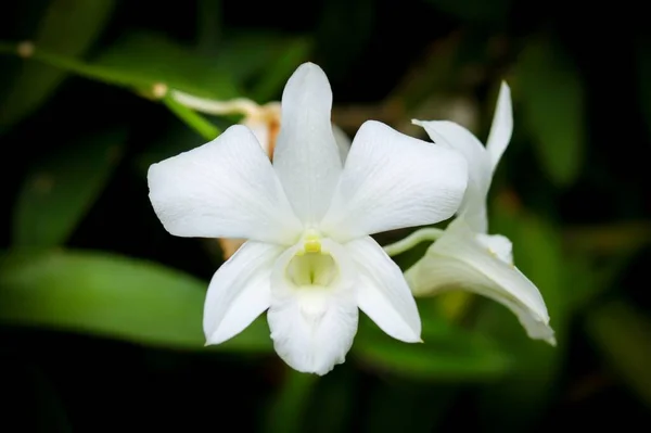 Witte Orchidee Bloem Donkere Toon — Stockfoto