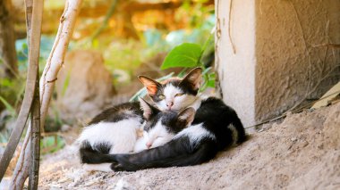 Kışın vücudu sıcak tutmak için gün ışığında iki kedi..