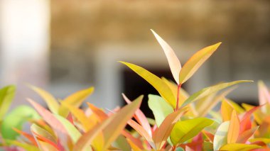 Kapalı, yumuşak, portakal yapraklı..