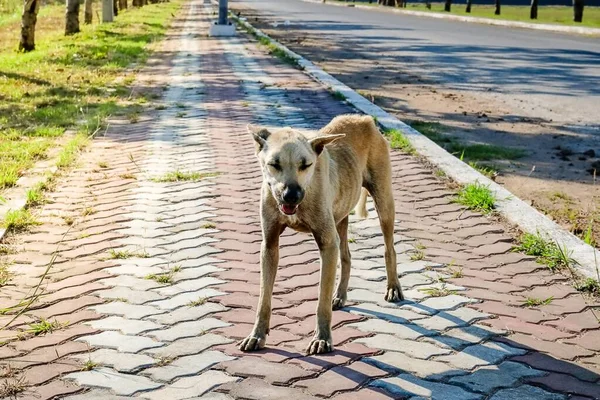 Cane Randagio Era Così Sottile Affamato Poteva Vedere Facilmente Contare — Foto Stock