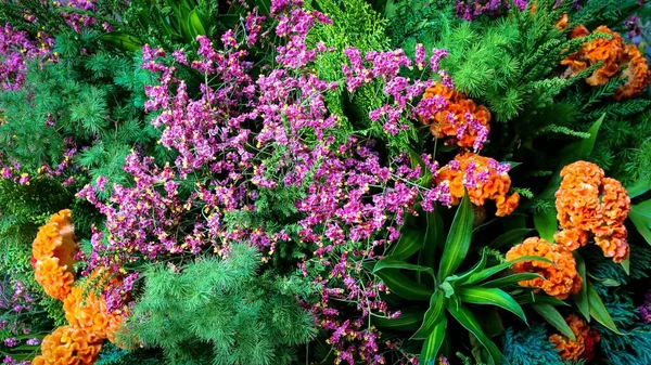 花の色鮮やかな茂み — ストック写真
