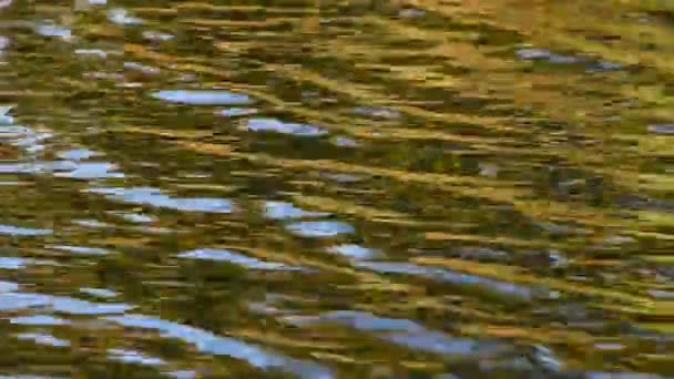 Sidan körs gyllene ringar på vattenytan — Stockvideo