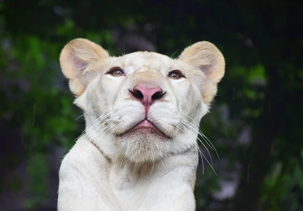 Молодий білий портрет левиці в зоопарку під дощем — стокове фото