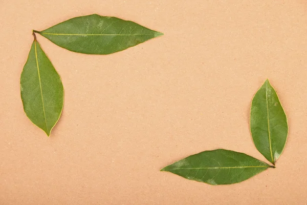 Frame of bay leaves on kraft paper — Stok Foto