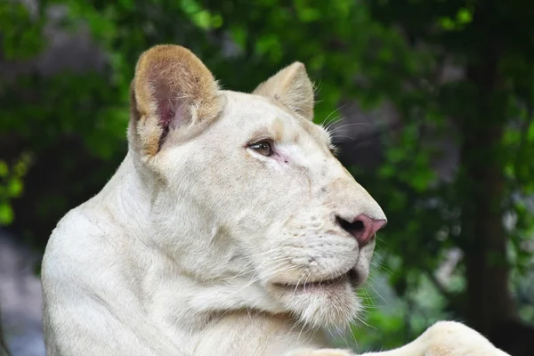 Молодий білий левиний профіль в зоопарку крупним планом — стокове фото