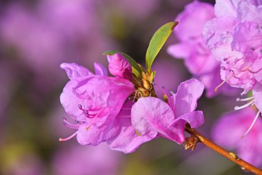 Mor açelya çiçek yakın çekim