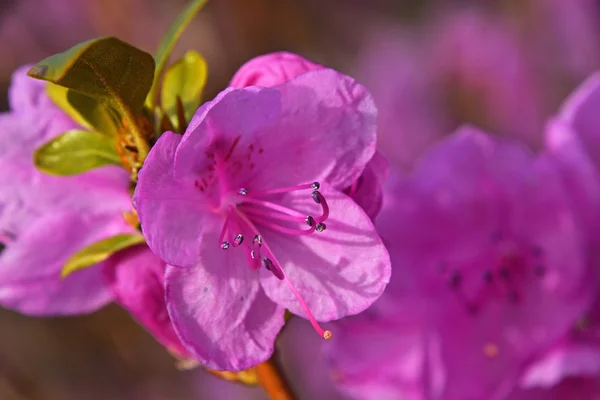 Fleur d'azalée violette gros plan — Photo