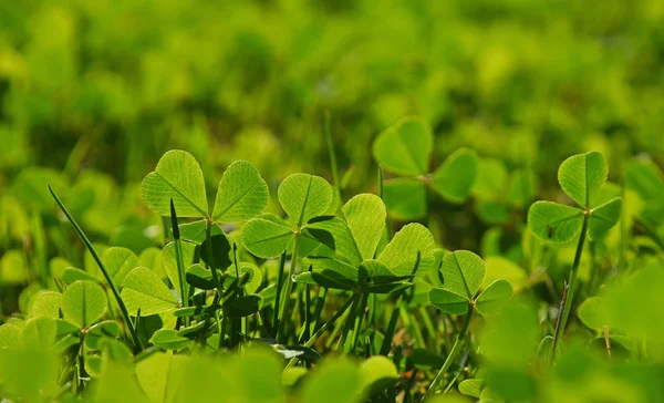 Daun semanggi di rumput hijau — Stok Foto