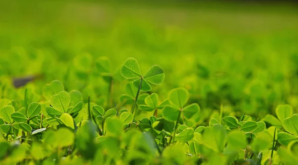 Våren clover blad i grönt gräs — Stockfoto