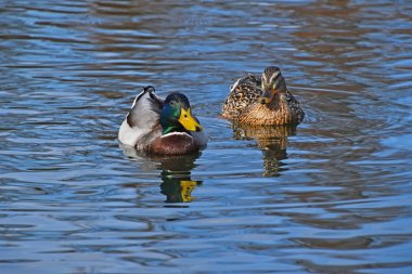 Mavi dalgalı suda iki yeşilbaş ördekler 