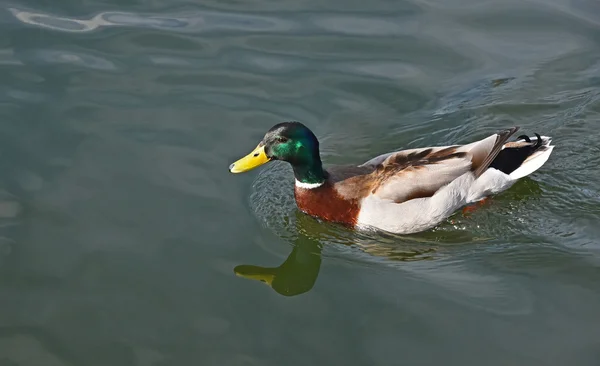 Mallard duck in a wavy water of lake Royalty Free Stock Images