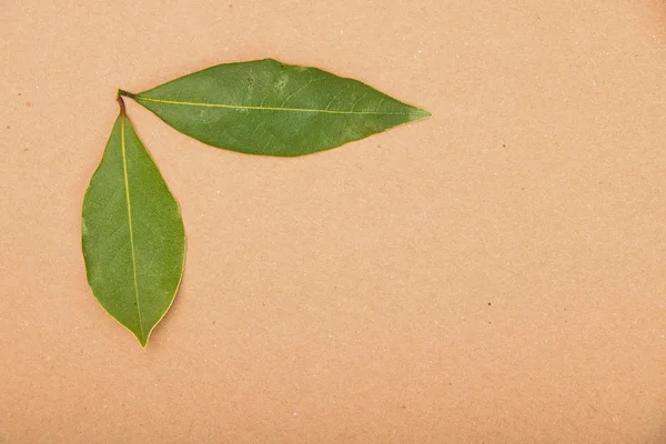 Dua daun bay pada kertas kraft — Stok Foto